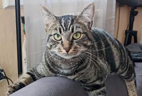 Disappearance alert Cat miscegenation  Male , 10 years Hanches France