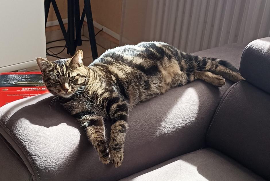 Disappearance alert Cat miscegenation  Male , 10 years Hanches France