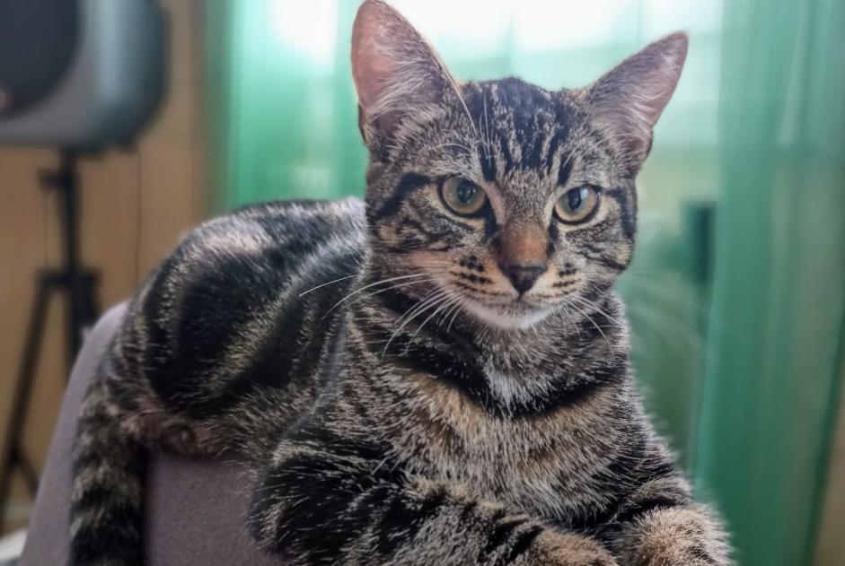 Disappearance alert Cat miscegenation  Male , 10 years Hanches France