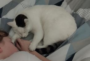 Disappearance alert Cat Male , 4 years Gond-Pontouvre France