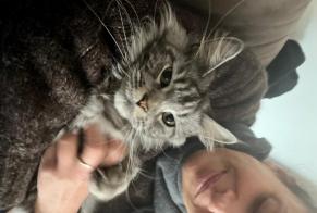 Disappearance alert Cat  Female , 15 years Brumath France