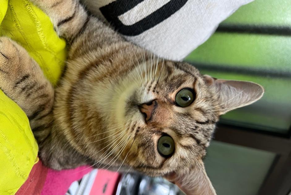 Disappearance alert Cat miscegenation  Male , 1 years Cruseilles France