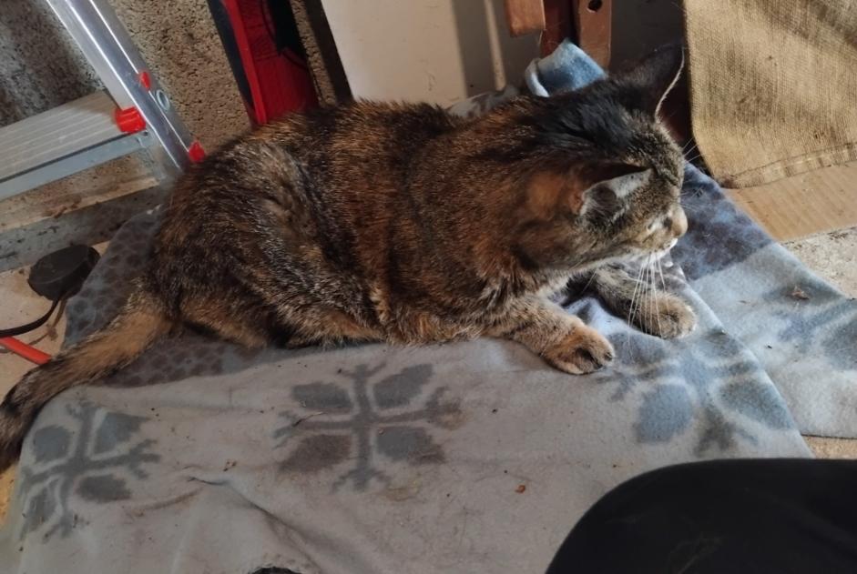 Discovery alert Cat Female Nersac France