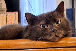 Disappearance alert Cat  Male , 6 years Bruay-sur-l'Escaut France