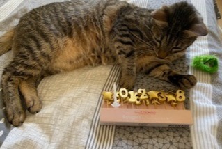 Disappearance alert Cat miscegenation  Male , 8 years Dijon France