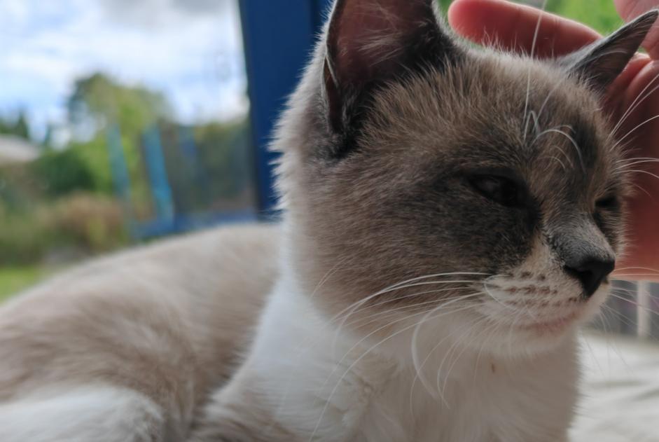 Disappearance alert Cat  Female , 2 years Neuilly-Plaisance France