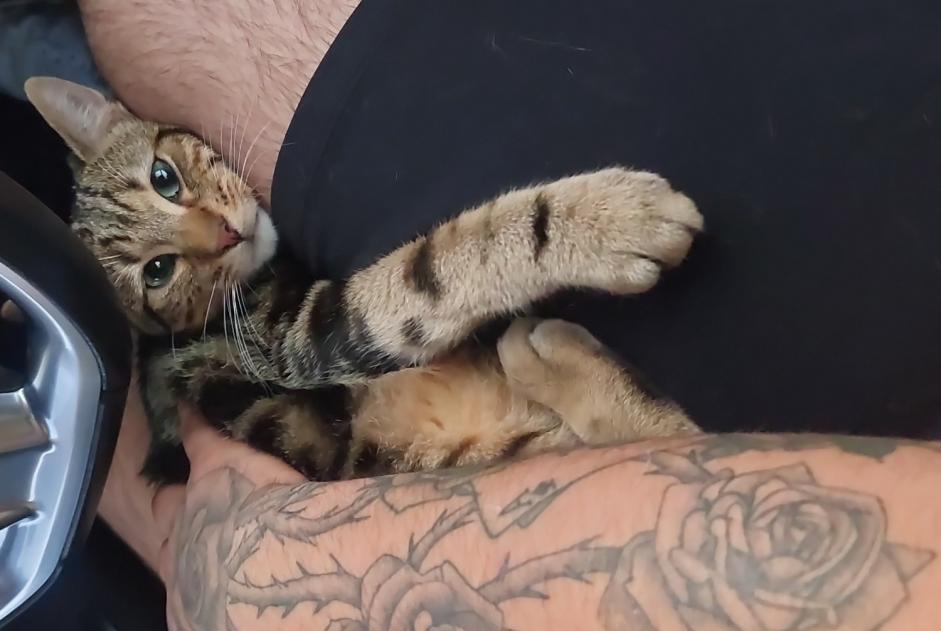 Disappearance alert Cat Male , 1 years Illois France
