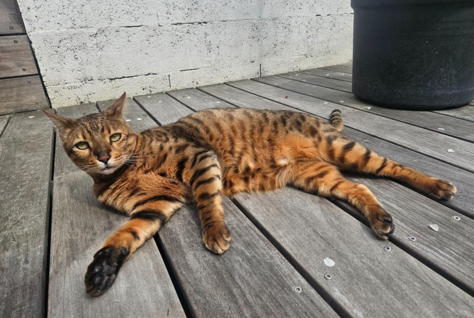 Disappearance alert Cat  Male , 6 years Bordeaux France