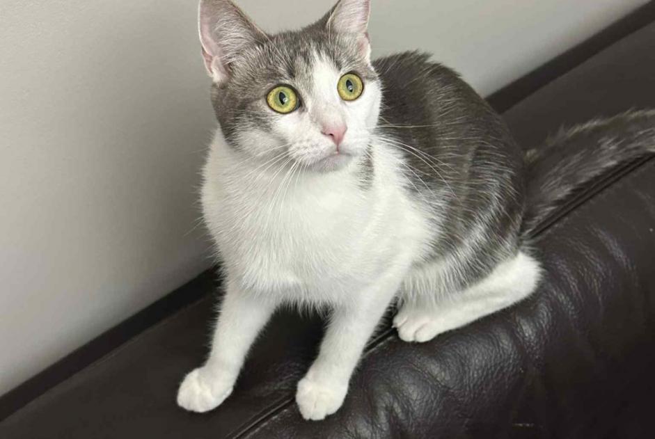 Disappearance alert Cat miscegenation  Female , 2 years Lyon France