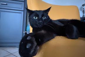 Disappearance alert Cat Male , 2 years Épinal France