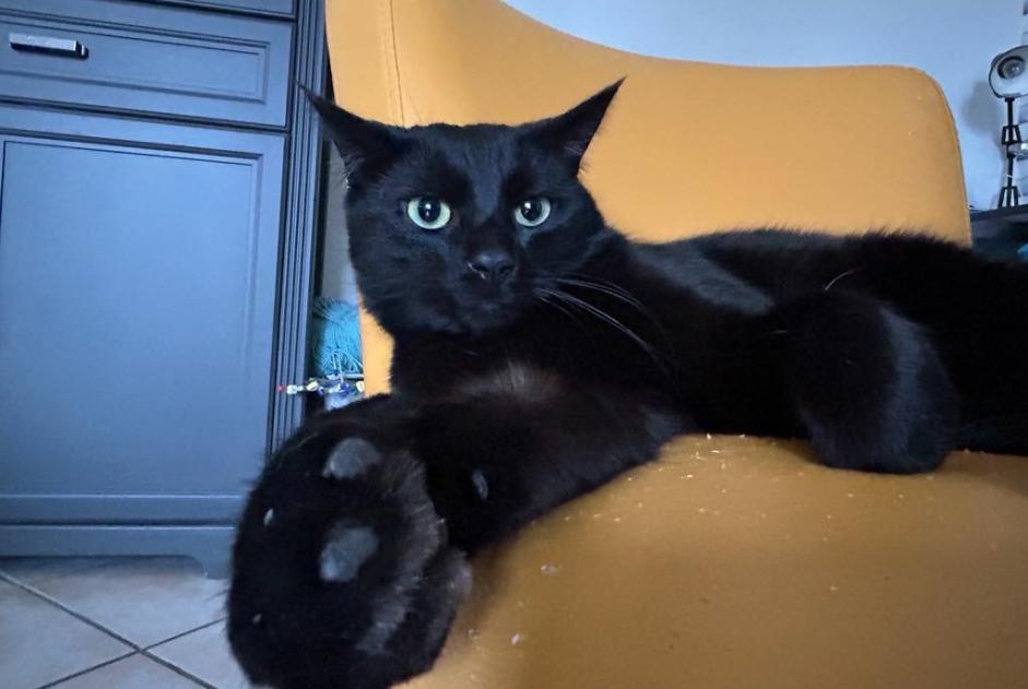 Disappearance alert Cat Male , 2 years Épinal France