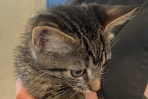 Discovery alert Cat Male Athies France