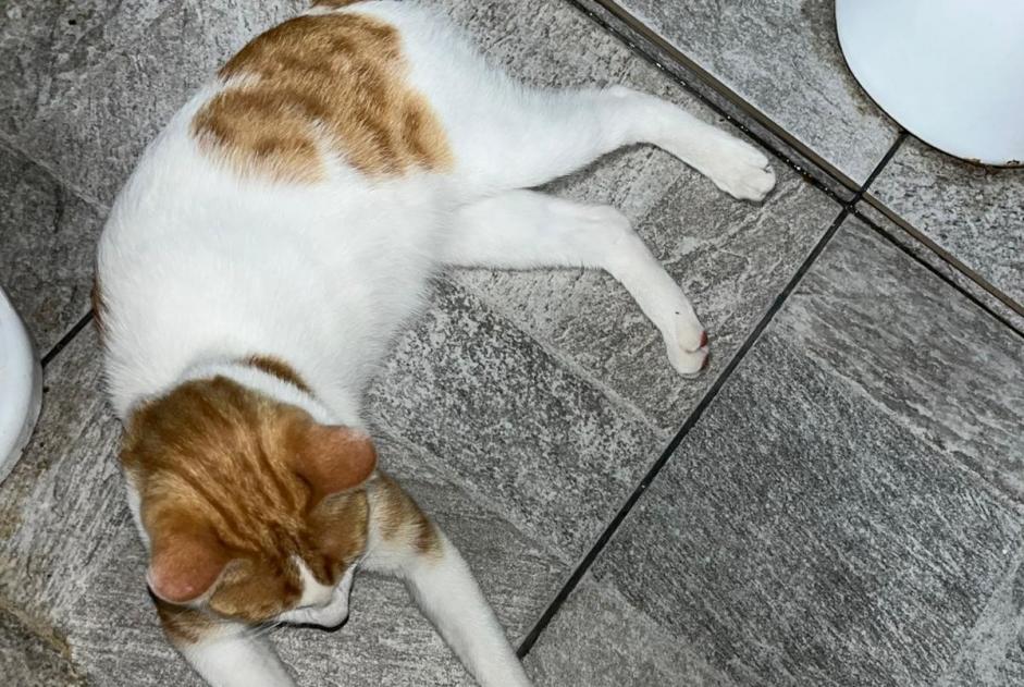 Discovery alert Cat Unknown Avignon France
