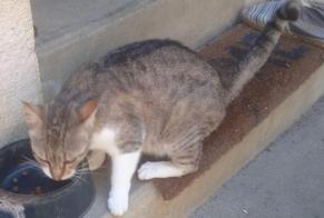 Discovery alert Cat miscegenation  Female Hagetmau France