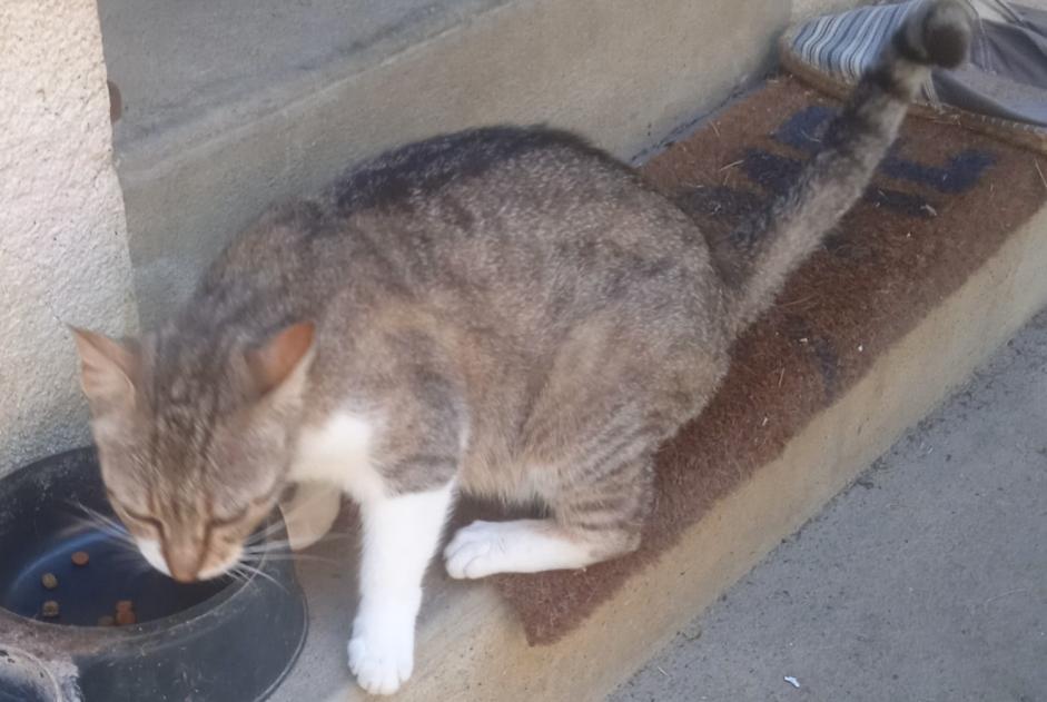 Discovery alert Cat miscegenation  Female Hagetmau France