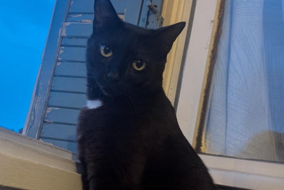 Disappearance alert Cat Male , 3 years Chaumont France