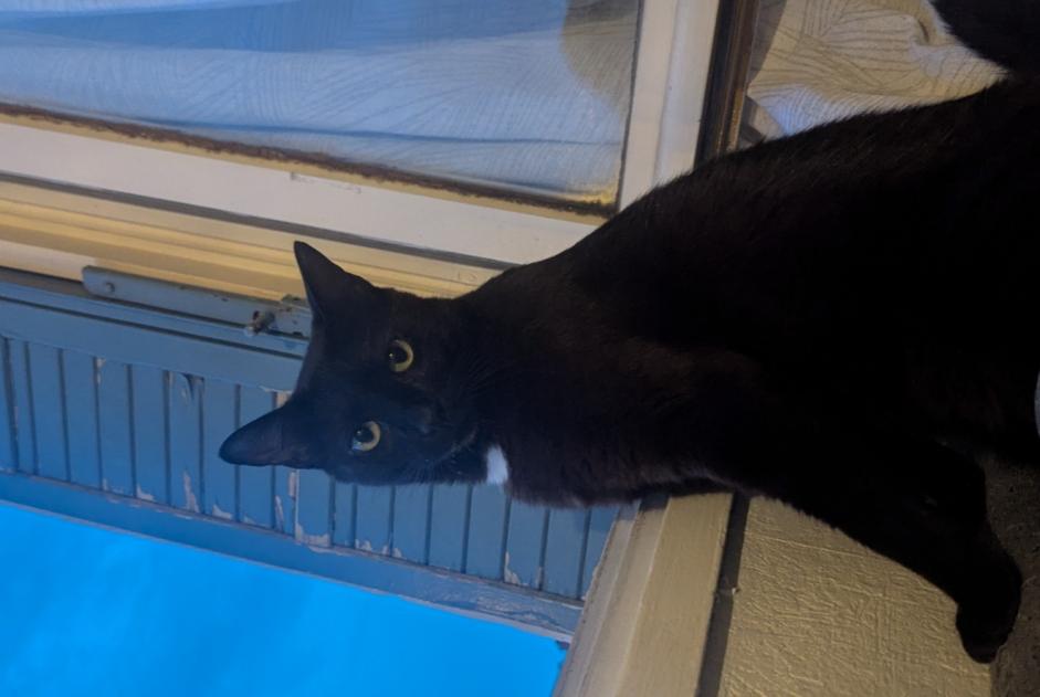 Disappearance alert Cat Male , 3 years Chaumont France
