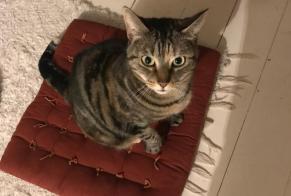 Disappearance alert Cat miscegenation  Female , 6 years Strasbourg France