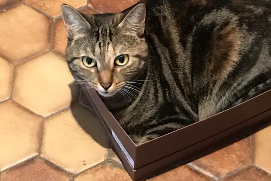 Disappearance alert Cat miscegenation  Female , 6 years Strasbourg France