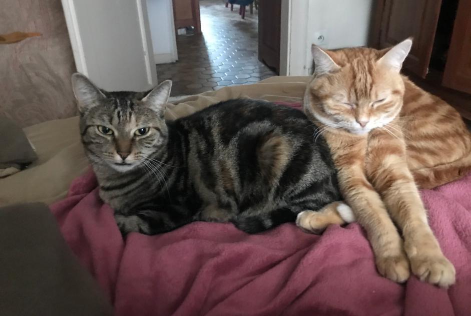 Disappearance alert Cat miscegenation  Female , 6 years Strasbourg France