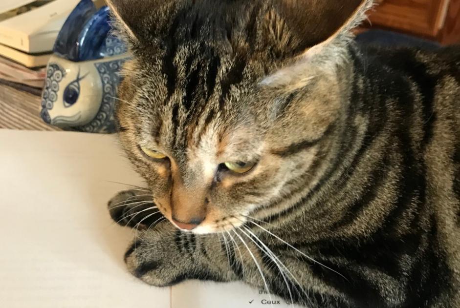 Disappearance alert Cat miscegenation  Female , 6 years Strasbourg France