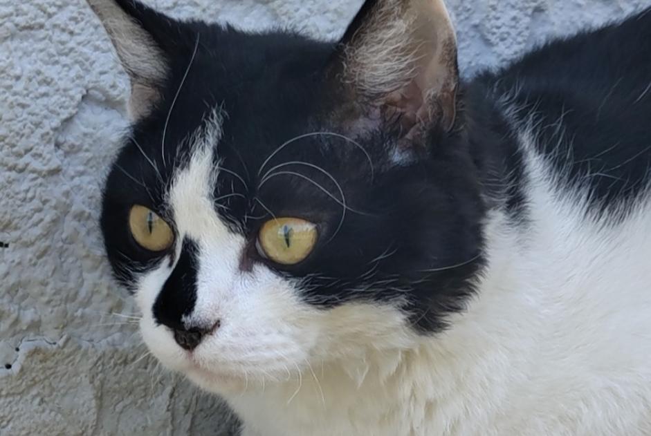 Disappearance alert Cat miscegenation  Male , 1 years La Motte-Servolex France
