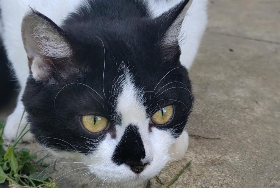 Disappearance alert Cat miscegenation  Male , 1 years La Motte-Servolex France
