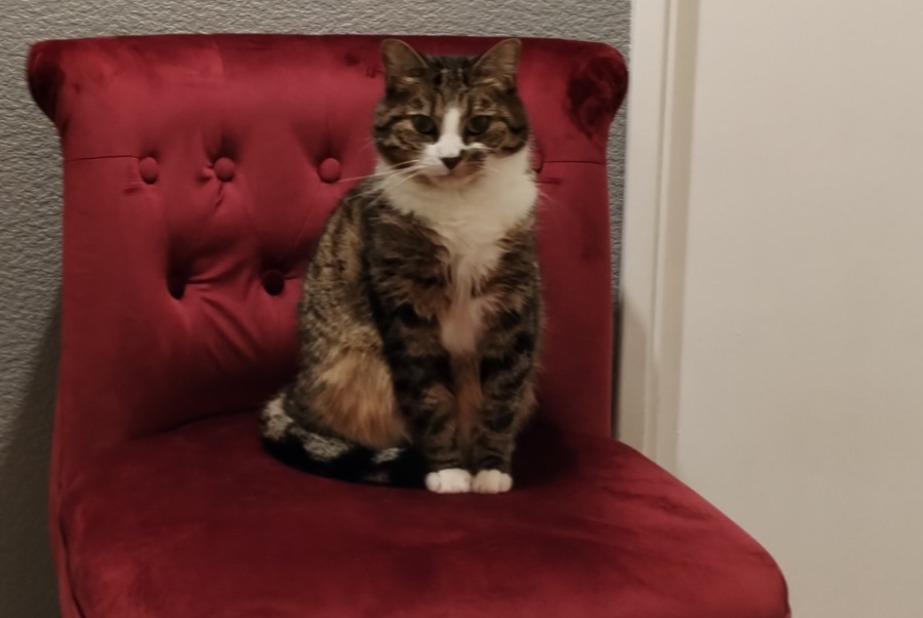 Disappearance alert Cat miscegenation  Female , 7 years Conches-sur-Gondoire France