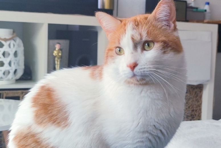 Disappearance alert Cat Male , 5 years Pibrac France