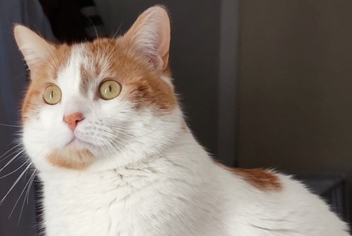 Disappearance alert Cat Male , 5 years Pibrac France