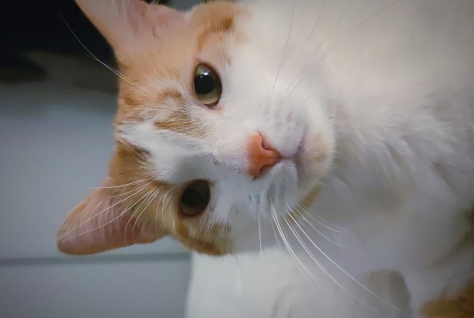 Disappearance alert Cat Male , 5 years Pibrac France