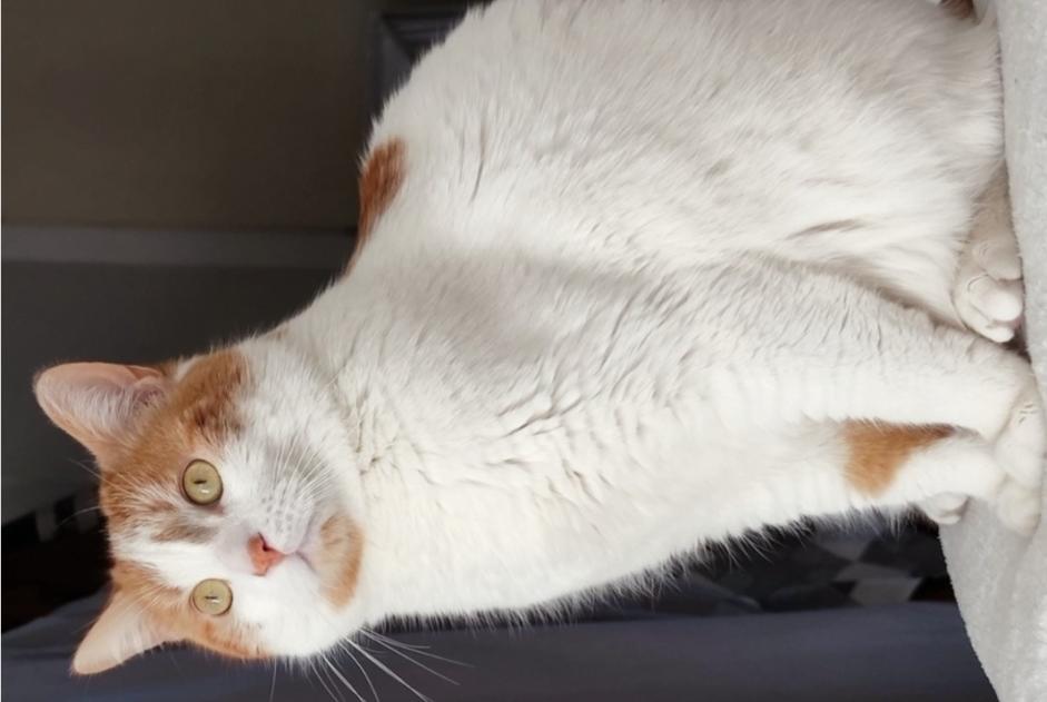 Disappearance alert Cat Male , 5 years Pibrac France