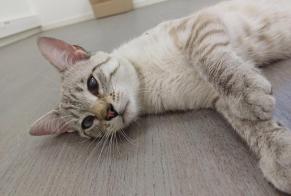 Discovery alert Cat miscegenation  Male , 1 year Marboz France