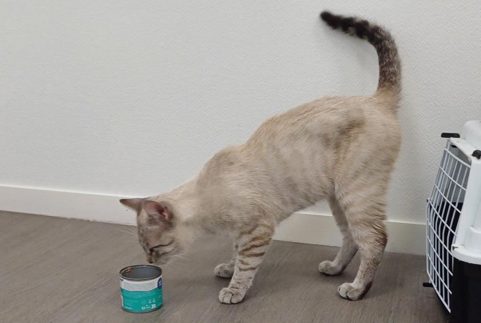 Discovery alert Cat miscegenation  Male , 1 year Marboz France