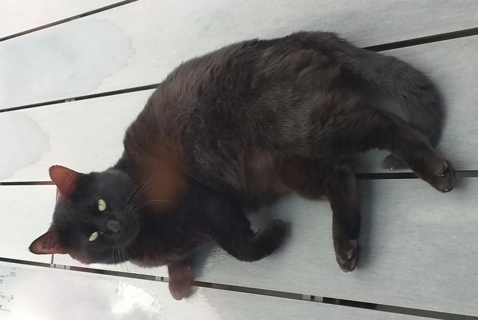 Discovery alert Cat Unknown Fixin France