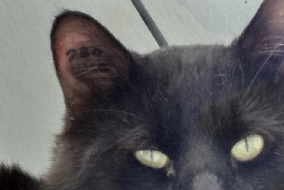 Discovery alert Cat Unknown Fixin France