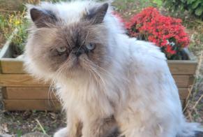 Discovery alert Cat  Unknown Lyon France