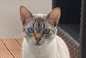 Disappearance alert Cat  Male , 3 years Louvres France