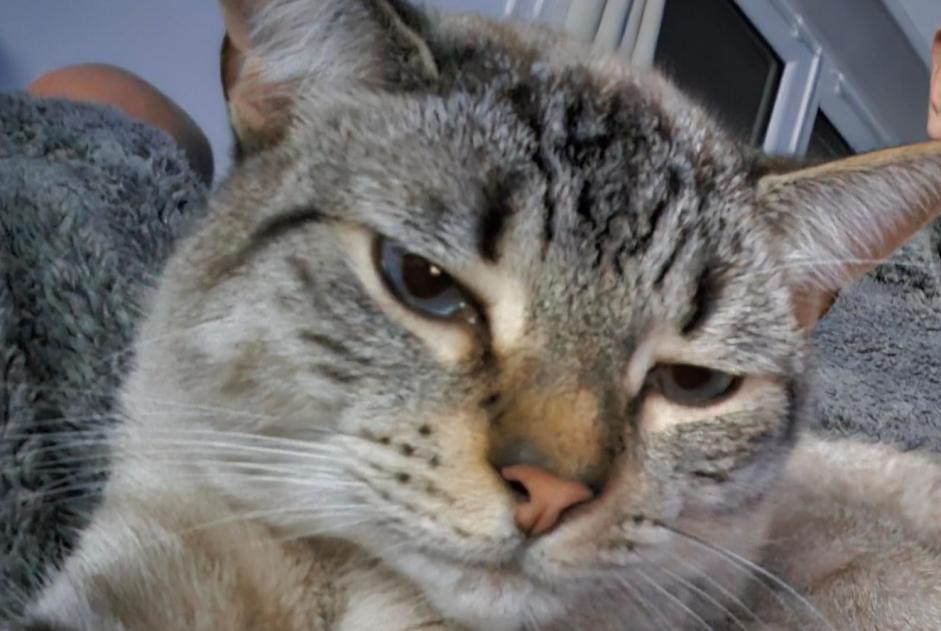 Disappearance alert Cat  Male , 3 years Louvres France