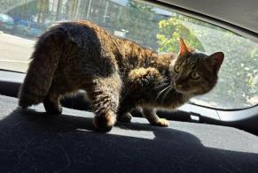 Discovery alert Cat Female , 10 years Montigny-le-Bretonneux France