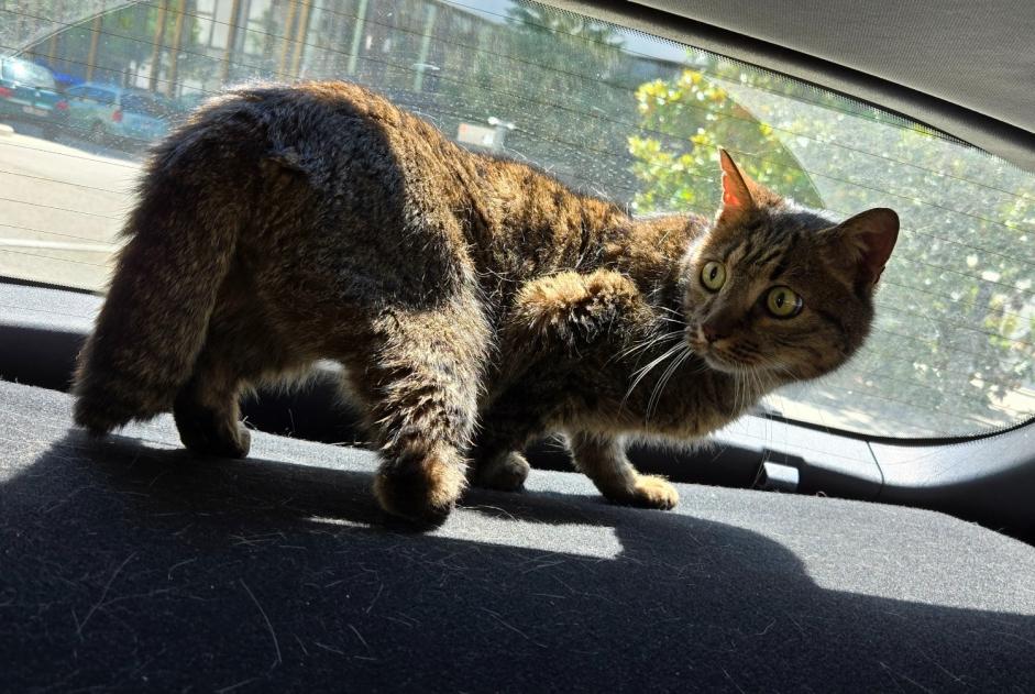 Discovery alert Cat Female , 10 years Montigny-le-Bretonneux France