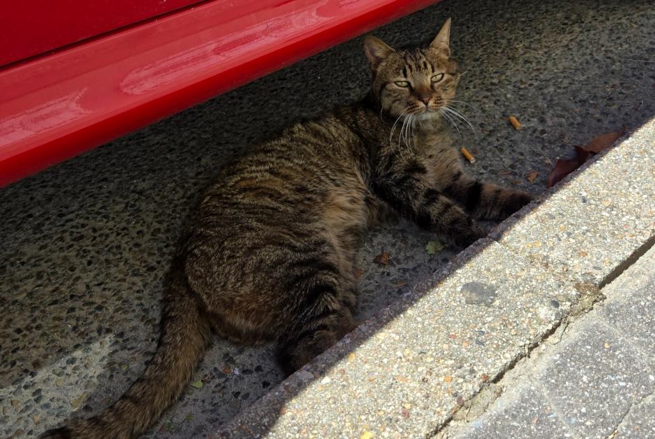 Discovery alert Cat Female , 10 years Montigny-le-Bretonneux France