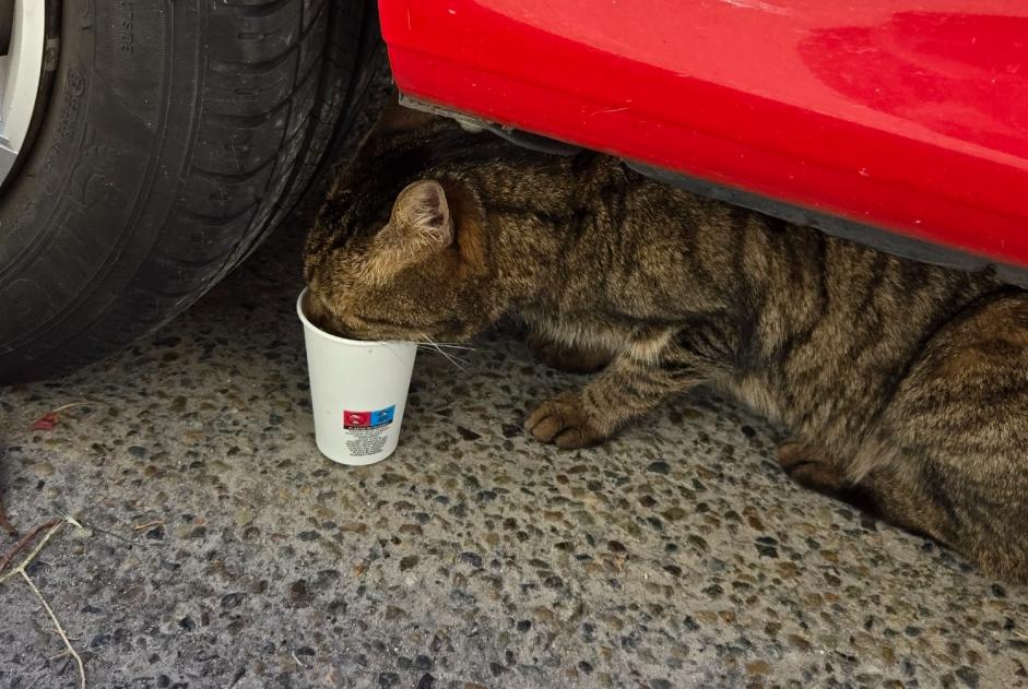 Discovery alert Cat Female , 10 years Montigny-le-Bretonneux France