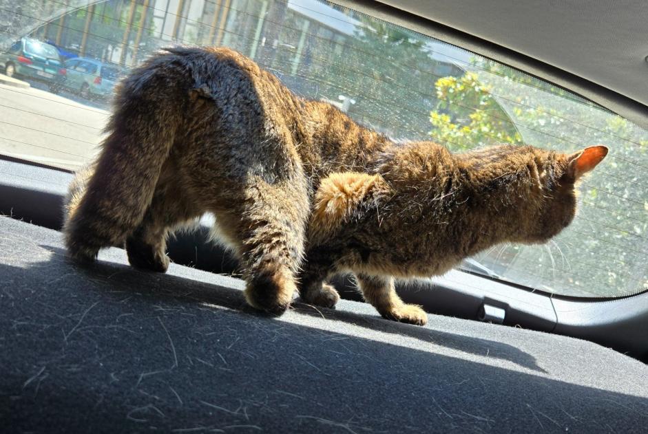Discovery alert Cat Female , 10 years Montigny-le-Bretonneux France