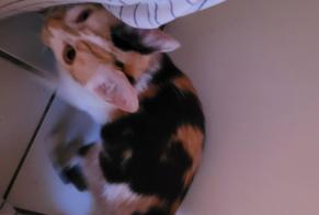 Discovery alert Cat  Female Valenton France