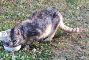 Discovery alert Cat miscegenation  Unknown Plouvien France