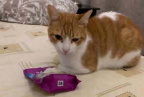 Disappearance alert Cat miscegenation  Male , 4 years Tavel France