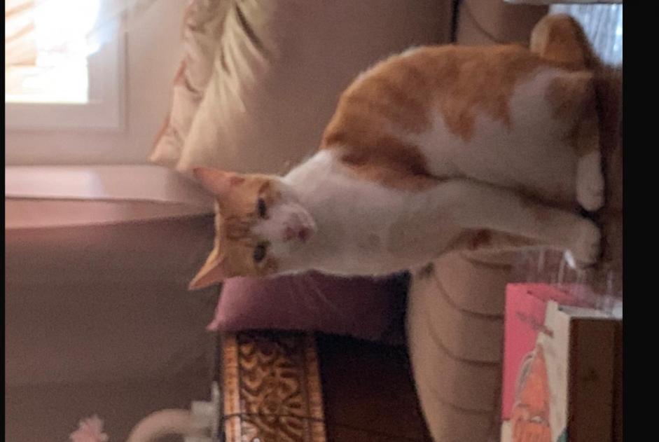 Disappearance alert Cat miscegenation  Male , 4 years Tavel France