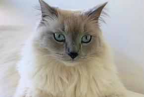 Disappearance alert Cat  Male , 4 years Paray-Douaville France