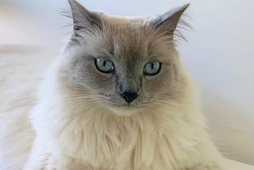 Disappearance alert Cat  Male , 4 years Paray-Douaville France